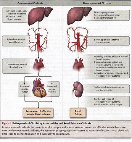 hepatorenal