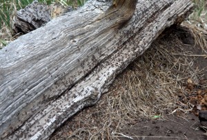 ants