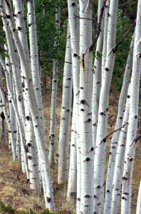 aspens