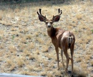 deer