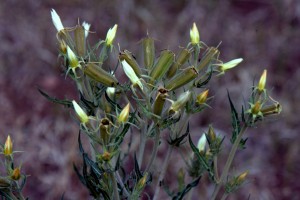 flowers2