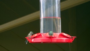 hummingbirds