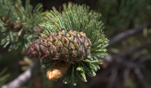 pine