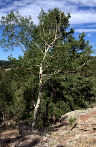 tree
